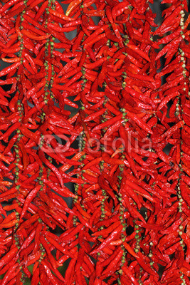Red hot pepper pods sparkle in the sun
