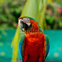 Naklejki Harlequin Macaw