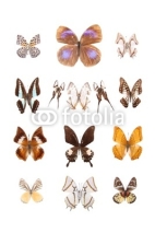 Fototapety butterflies