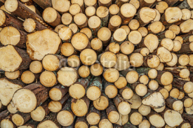 Fototapety wood