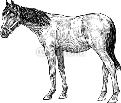 young horse