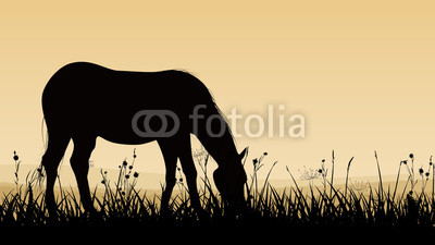 Horizontal illustration of horse grazing.