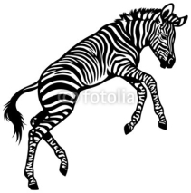 Fototapety zebra baby