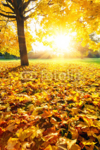 Naklejki Sunny autumn foliage