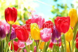 Naklejki Fresh tulips in warm sunlight