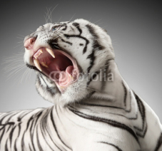 Fototapety the white tiger growls