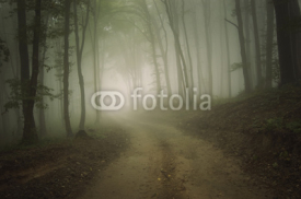 Fototapety road through a forest with fog in summer