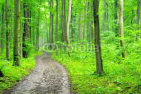 Fototapety forest