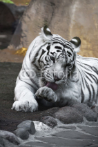 Naklejki White Tiger
