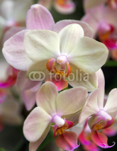 Naklejki orchid flower