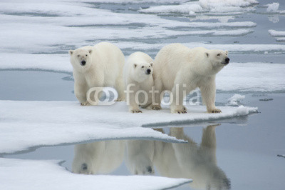Polar Bear& Two Yearling Cubs