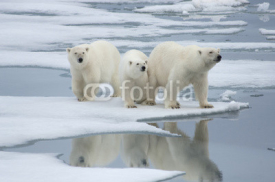 Fototapety Polar Bear& Two Yearling Cubs