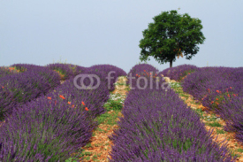 Fototapety valensole provenza francia campi di lavanda fiorita