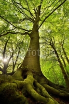 Fototapety Old Beech Tree