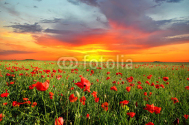 Fototapety field with poppies