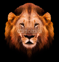 Obrazy i plakaty Lion Portrait