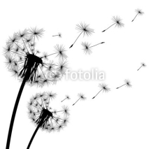 Fototapety black silhouette of a dandelion on  white background