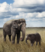 Obrazy i plakaty Elephants
