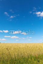 Fototapety Grain field.