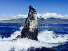 Naklejki humpback whale slaps his tail, maui