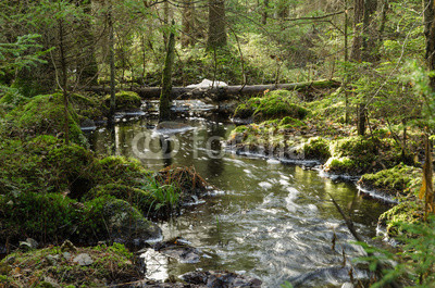 Streaming creek in a mossy forest