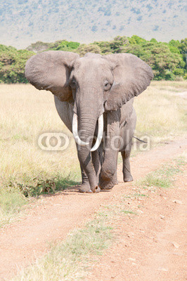 elephant walking on the road in the national park masai mara