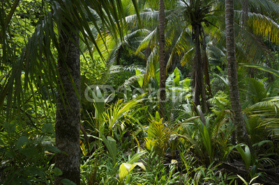 Lush Tropical Jungle Rainforest Background