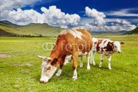 Obrazy i plakaty Grazing cows