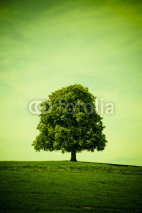 Fototapety Einsamer Baum