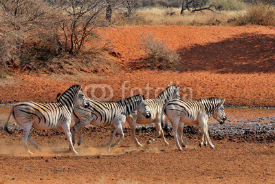 Zebras running