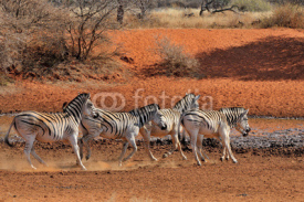 Fototapety Zebras running