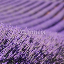 Naklejki Lavendelfeld - lavender field 70