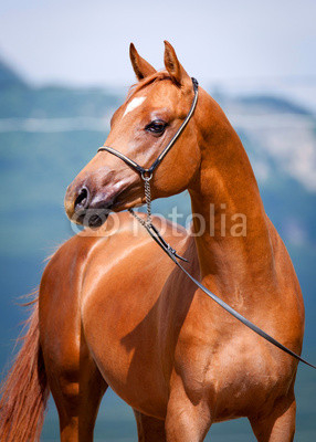 Chestnut young horse portrait, Arabian colt.