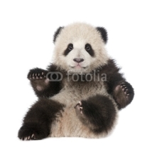 Naklejki Giant Panda (6 months old) - Ailuropoda melanoleuca