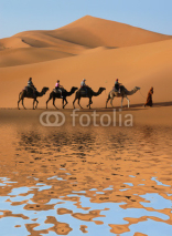 Naklejki Camel Caravan in Sahara Desert