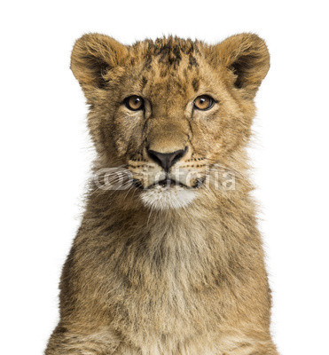 Close-up of a Lion cub looking at the camera