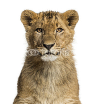 Naklejki Close-up of a Lion cub looking at the camera
