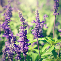 Fototapety Retro photo of lavender flowers close-up in sunny day