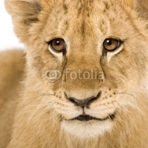 Naklejki Lion Cub (4 months)