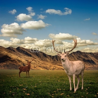 Two Male Stag Deer on a Meadow
