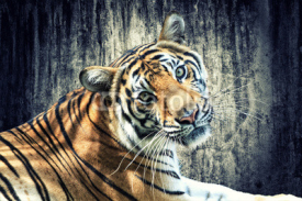 Obrazy i plakaty Tiger against grunge wall