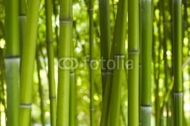 Naklejki Bambus Bamboo 06