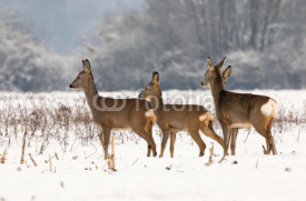 Naklejki Roe deer herd in winter