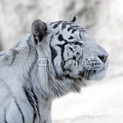 White bengal tiger profile