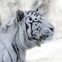 Fototapety White bengal tiger profile