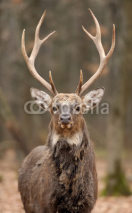 Fototapety Deer