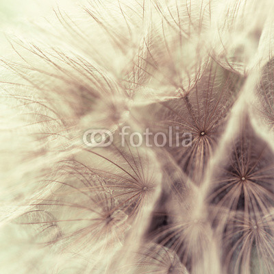 Abstract closeup of a meadow salsify