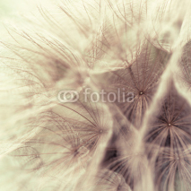 Naklejki Abstract closeup of a meadow salsify