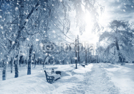 Obrazy i plakaty Winter nature, snowstorm