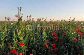 Naklejki Summer landscape with flowers